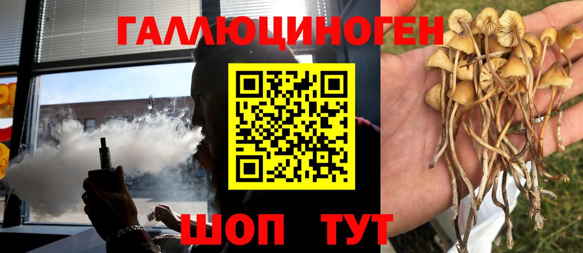Псилоцибиновые грибы Psilocybe Вязьма